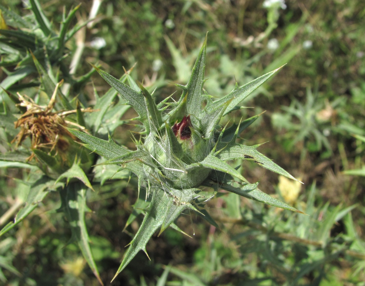 Изображение особи Carthamus lanatus.