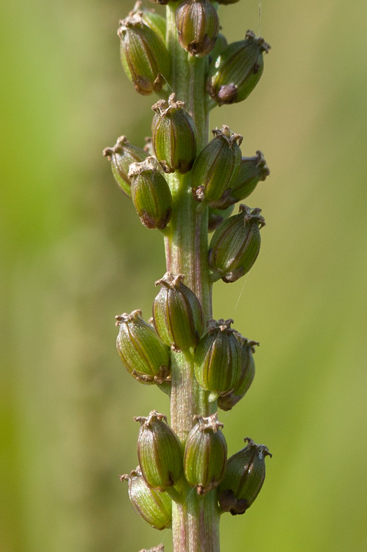 Image of Triglochin maritima specimen.