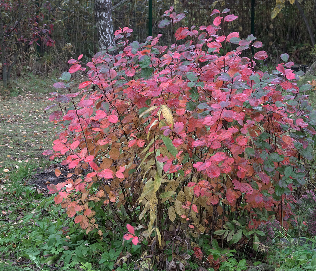 Изображение особи &times; Sorbaronia mitschurinii.