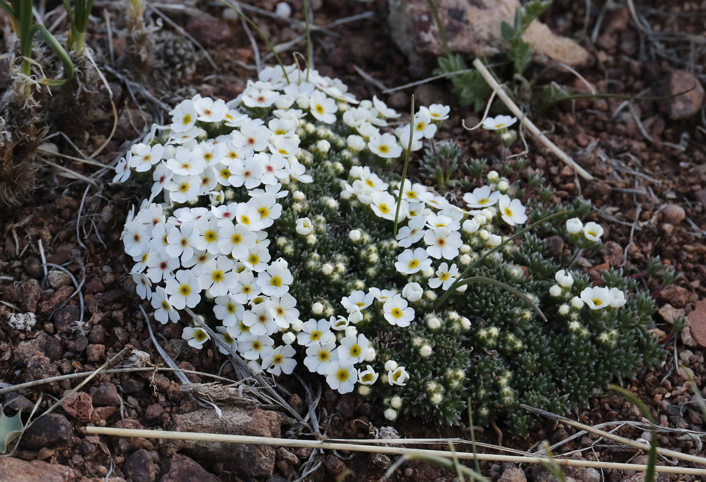 Image of Androsace sericea specimen.