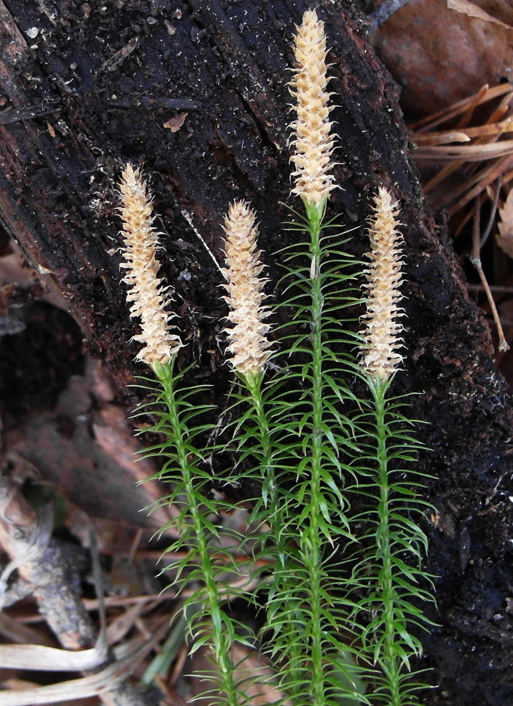 Image of Lycopodium annotinum specimen.