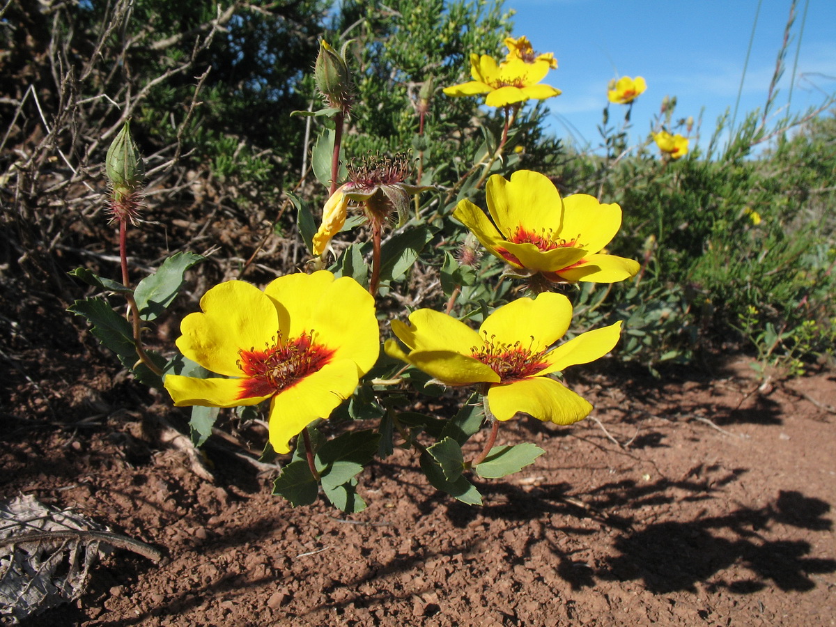 Image of Rosa persica specimen.