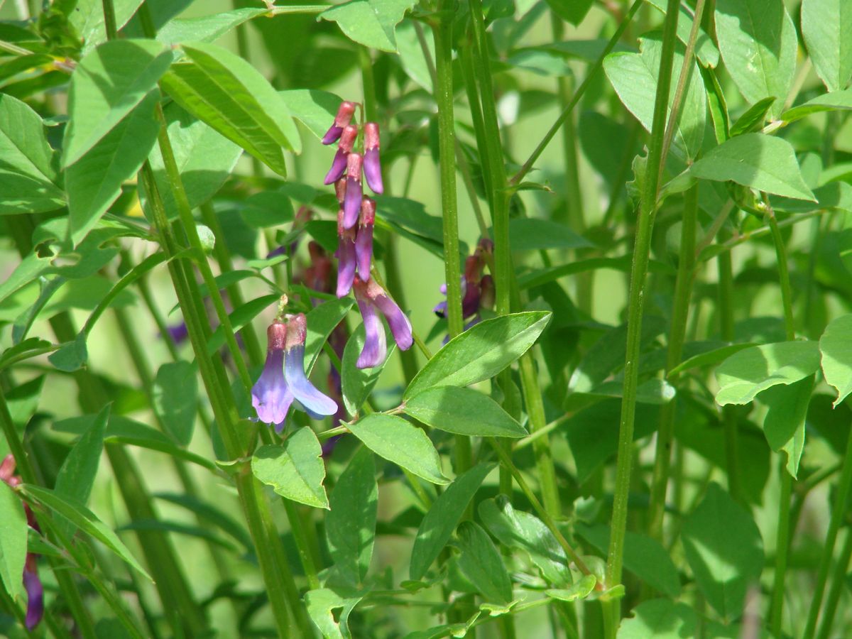 Изображение особи Vicia baicalensis.