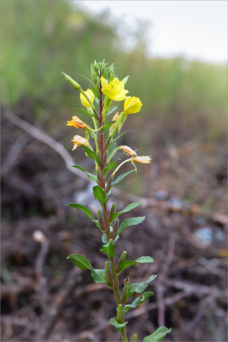 Изображение особи Oenothera rubricaulis.