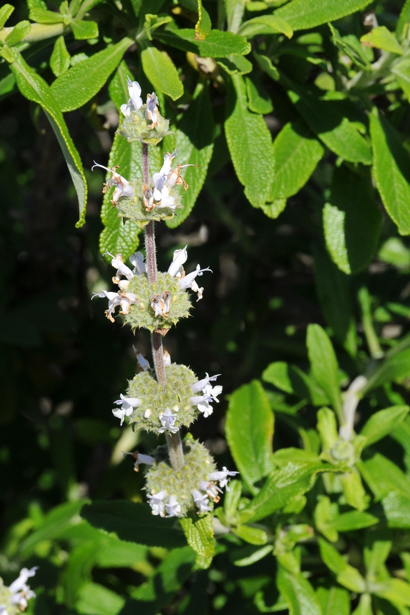 Изображение особи Salvia mellifera.