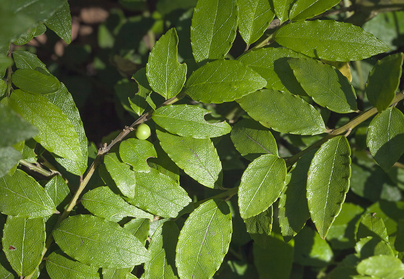 Image of Ilex rugosa specimen.