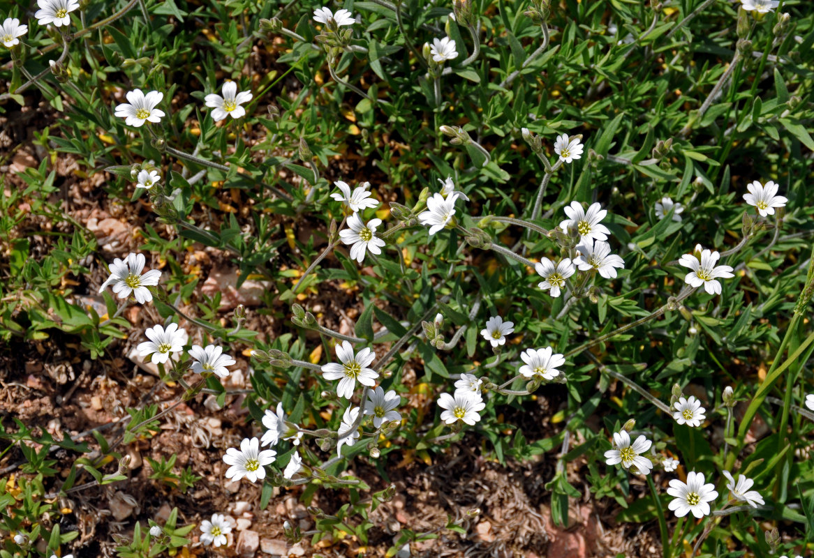 Изображение особи Cerastium arvense.