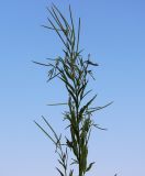 Epilobium palustre. Верхушка цветущего и плодоносящего побега. Новосибирская обл., Карасукский р-н, окр. бывшего с. Баское, берег канала. 12.08.2019.