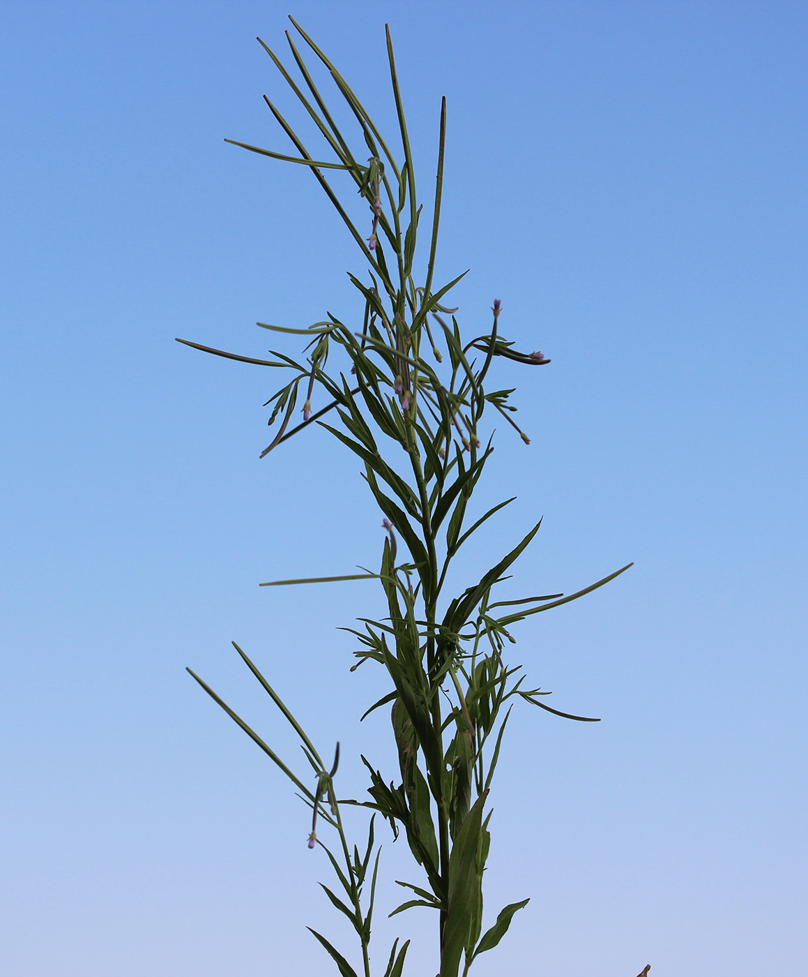 Image of Epilobium palustre specimen.