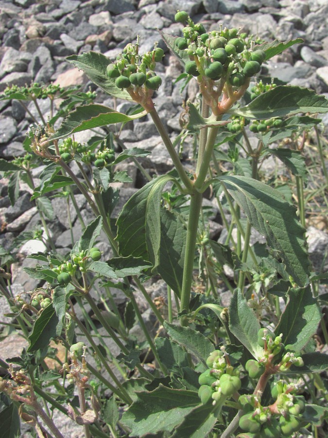 Image of Euphorbia davidii specimen.