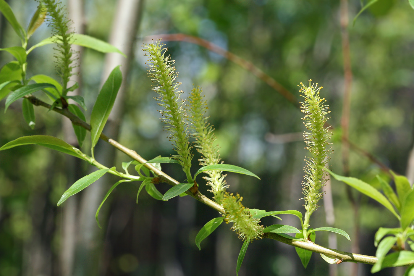 Image of Salix triandra specimen.