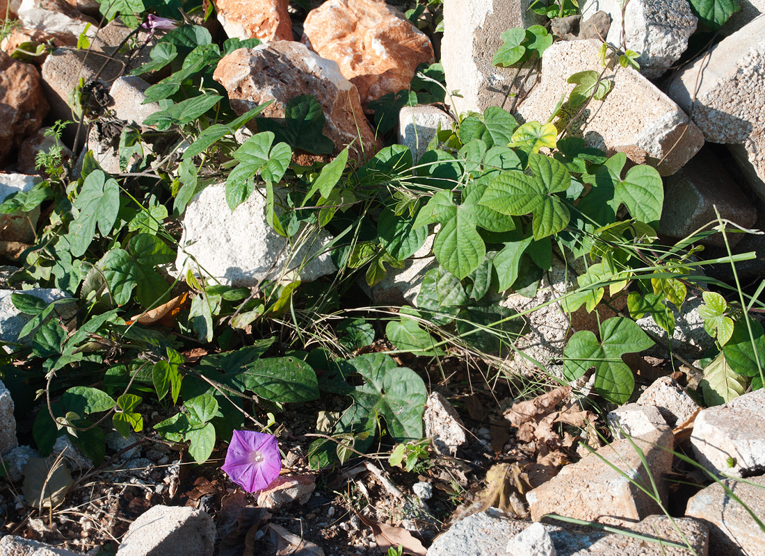 Изображение особи Ipomoea indica.