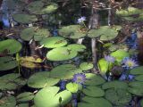 Nymphaea violacea. Цветущие растения. Австралия, северо-западный Квинсленд, национальный парк Boodjamulla (Lawn Hill), маленькое болотце возле р. Lawn Hill; конец сухого сезона (сезон gurreng). 13.10.2009.