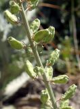 Reseda lutea