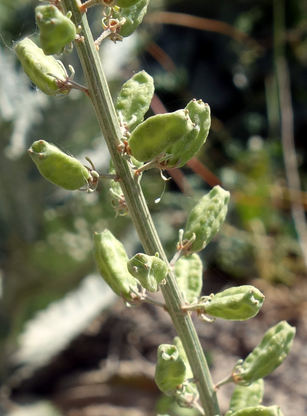 Image of Reseda lutea specimen.