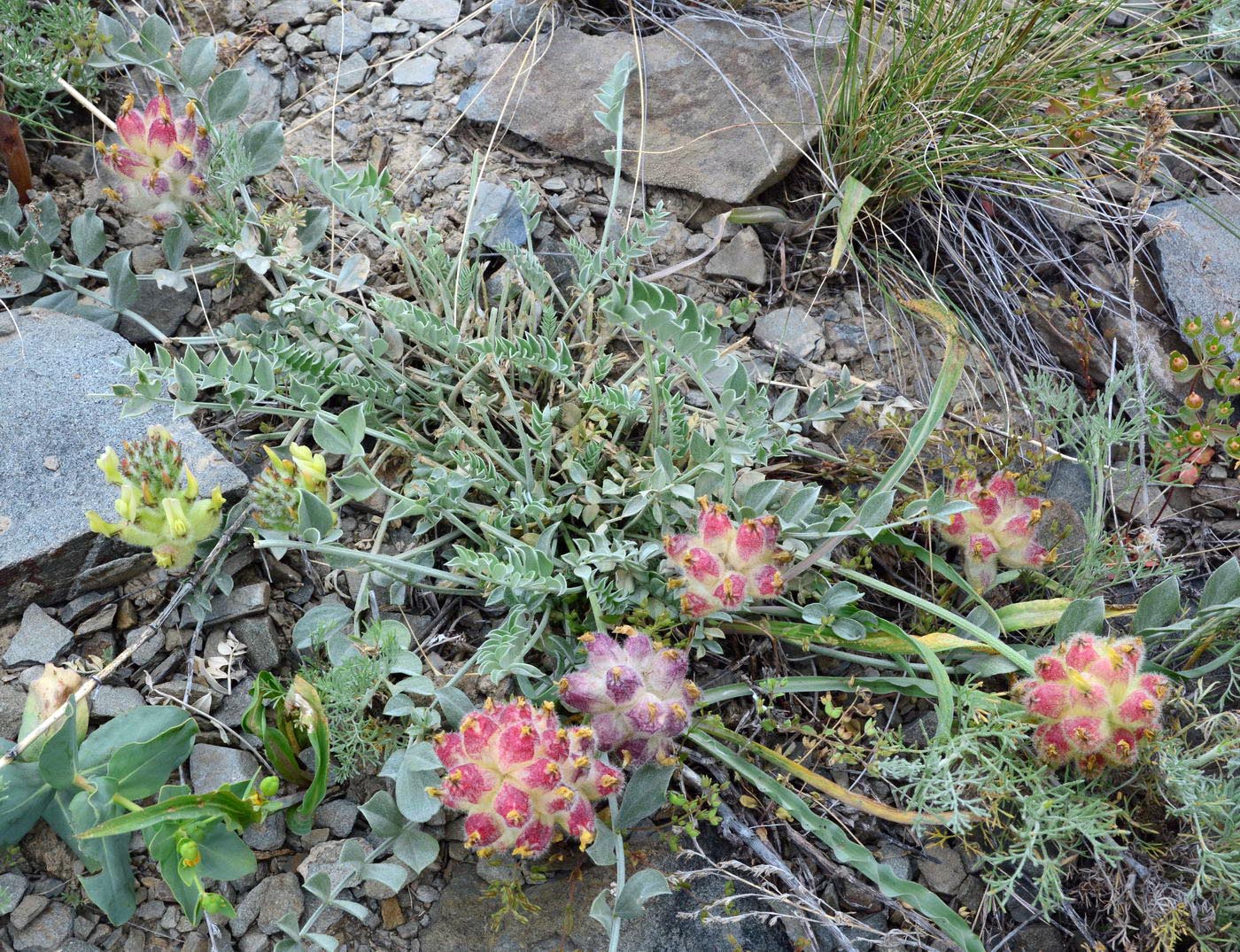 Изображение особи Astragalus ellipsoideus.