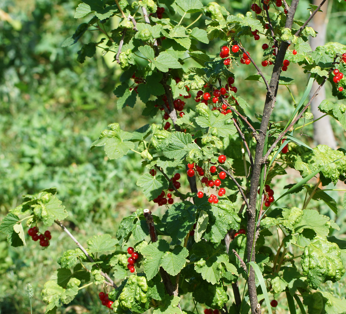 Изображение особи Ribes rubrum.