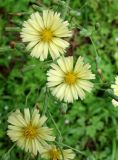 Lactuca indica. Соцветия. Приморский край, г. Артем, р-н Артемовской ТЭЦ, берег озера Лотосов. 31.08.2019.
