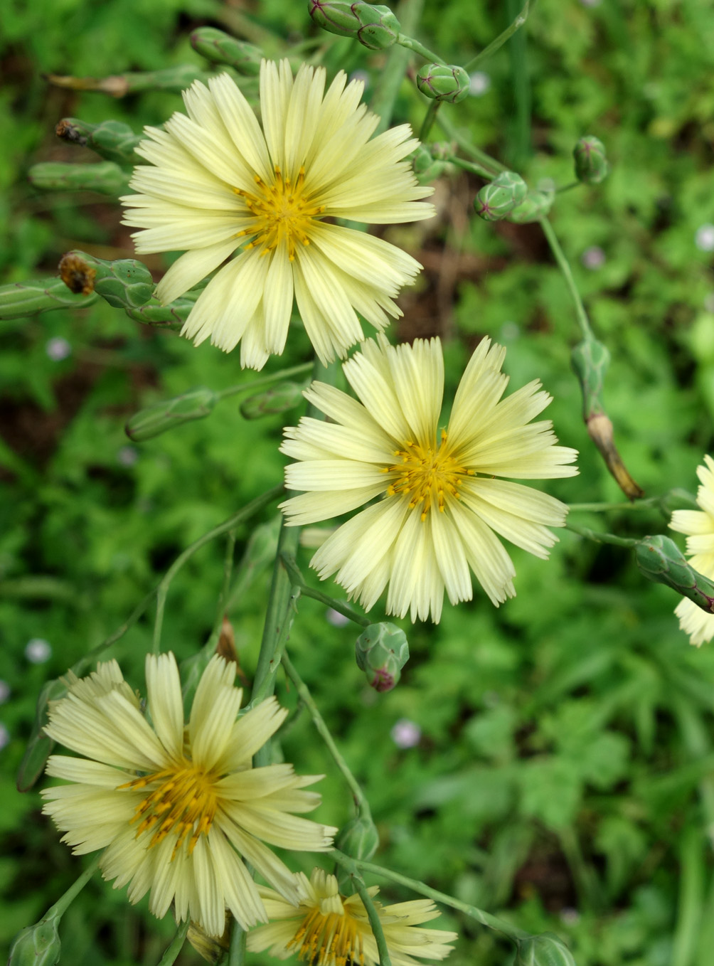 Изображение особи Lactuca indica.