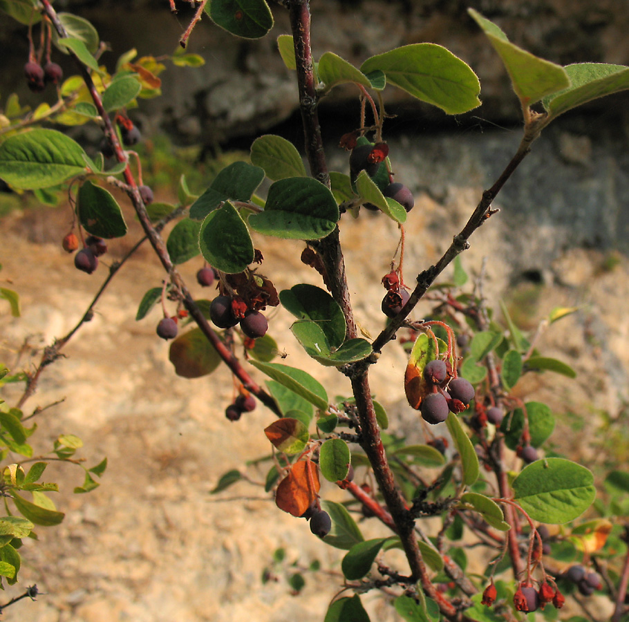 Image of Cotoneaster melanocarpus specimen.