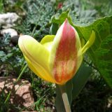 Tulipa dubia. Цветок. Узбекистан, Ташкентская обл., западные отроги Чаткальского хр., г. Большой Чимган, ущелье Аксай, ≈ 1900 м н.у.м., пологий каменистый склон. 05.06.2019.