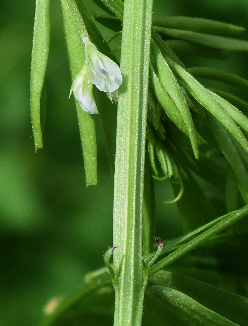 Image of Vicia hirsuta specimen.