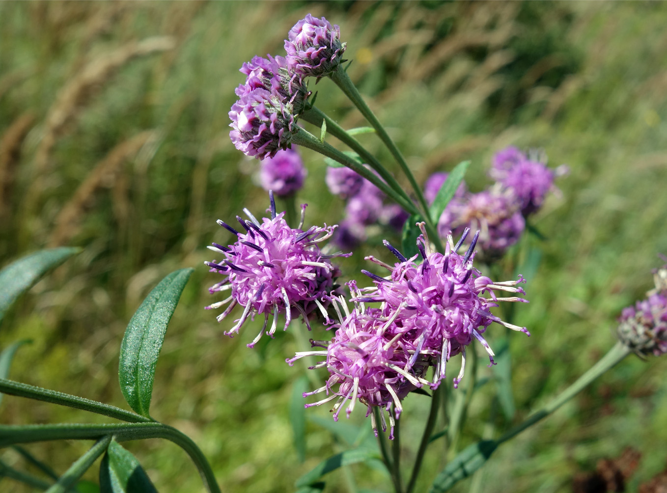 Изображение особи Saussurea pulchella.