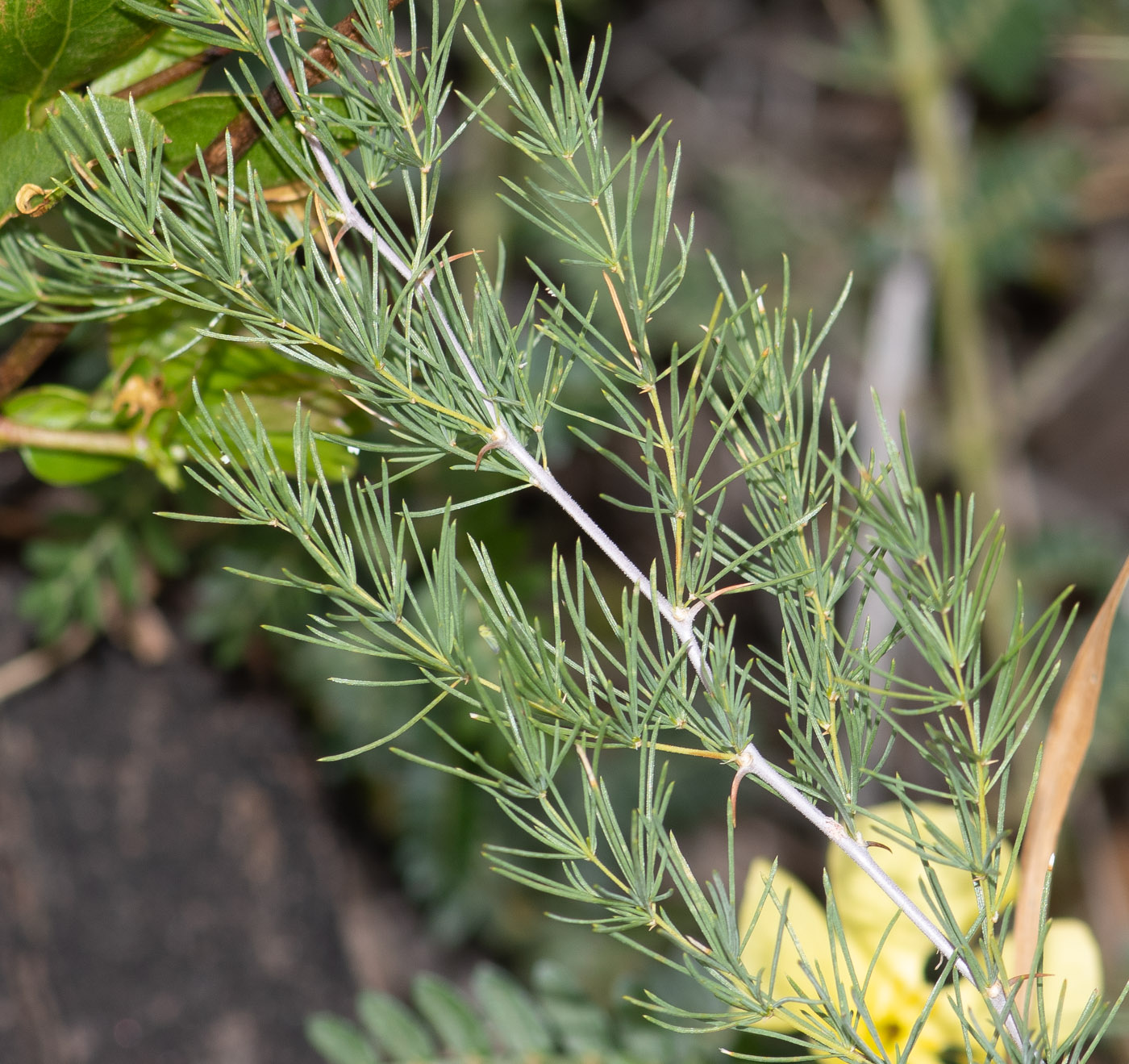 Image of Asparagus nelsii specimen.