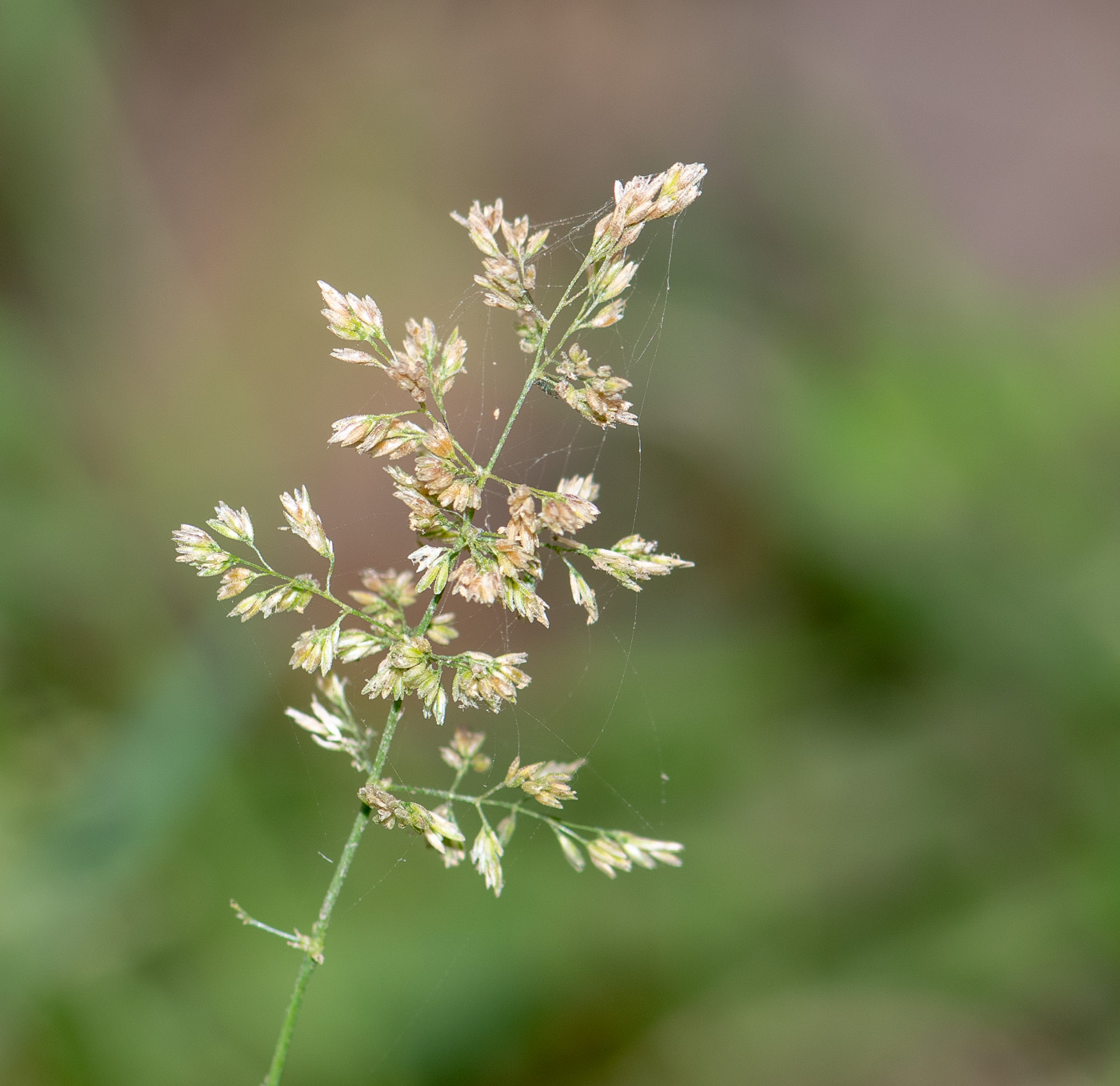 Изображение особи род Polypogon.