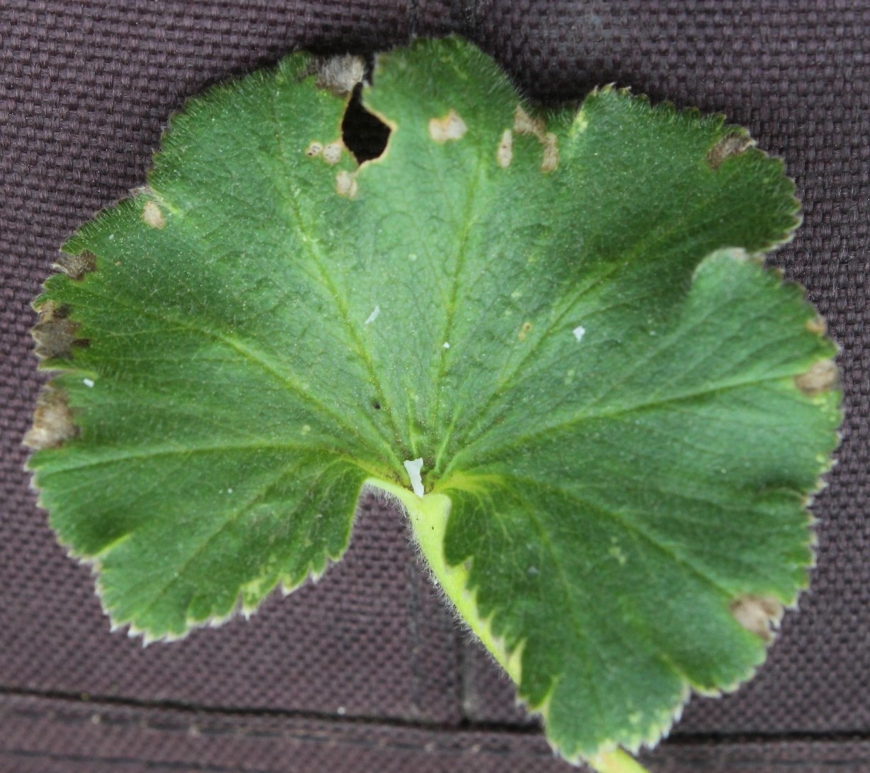 Изображение особи Alchemilla exsculpta.