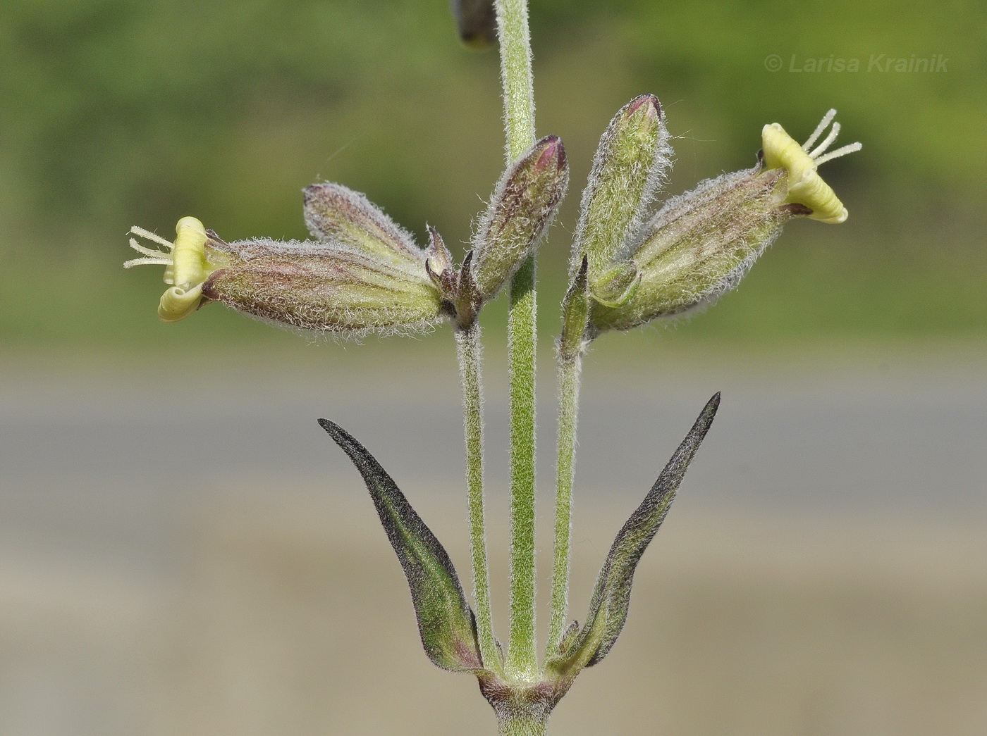 Image of Silene amoena specimen.