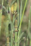 Equisetum ramosissimum. Верхушки побегов со стробилами. Крым, Бахчисарайский р-н, окр. с. Речное, обочина дороги, открытое засушливое место. 09.06.2020.