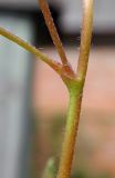 Oxalis corniculata
