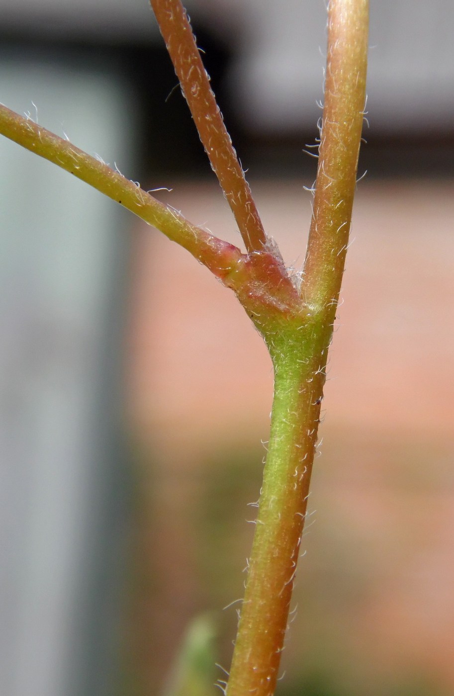 Изображение особи Oxalis corniculata.