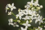 Galium rubioides. Часть соцветия с сидящим перепончатокрылым. Крым, Бахчисарайский р-н, окр. пгт Куйбышево, сосняк на склоне горы. 27.06.2020.