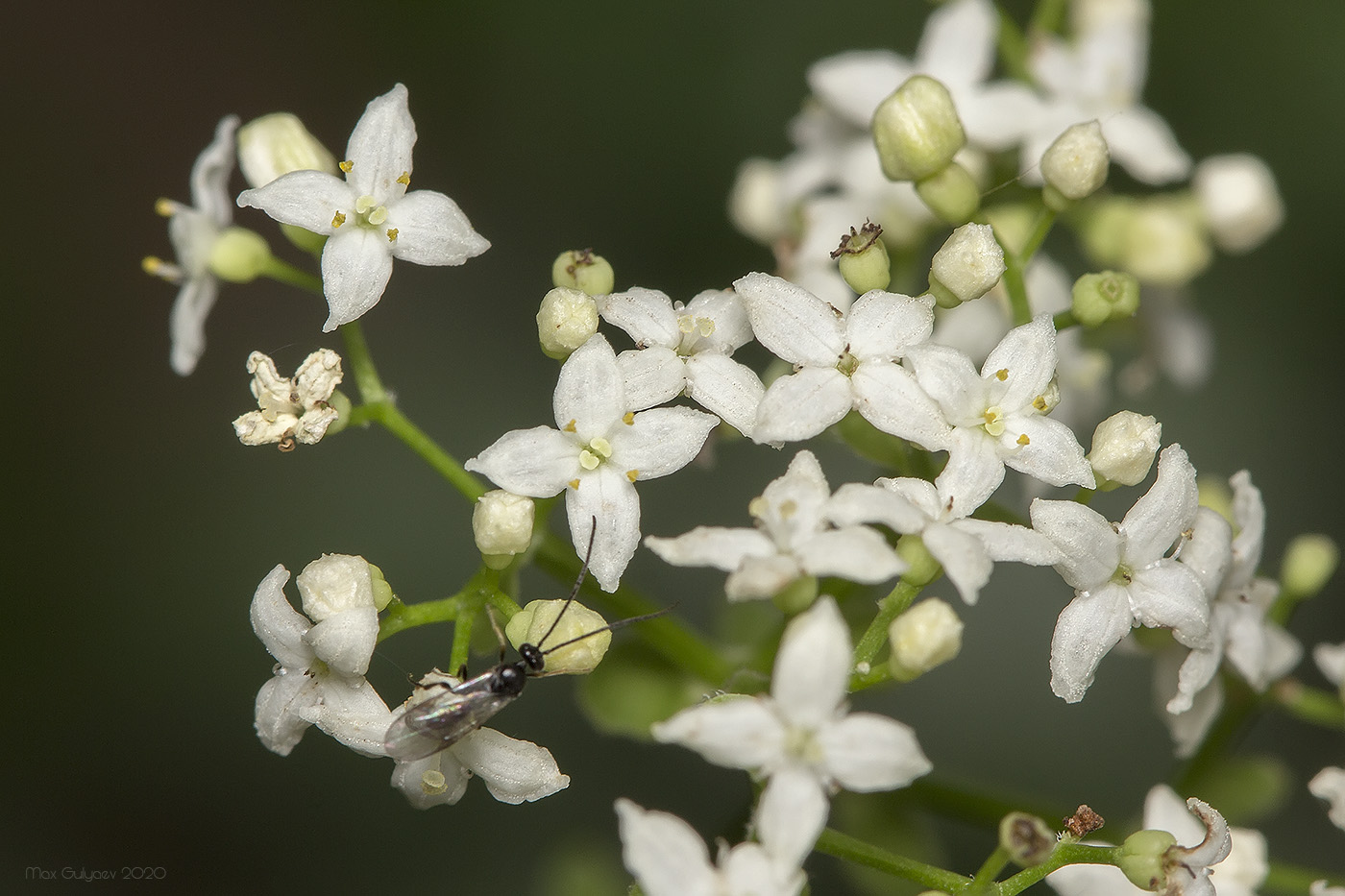 Изображение особи Galium rubioides.