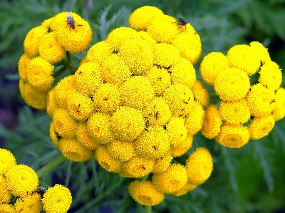 Image of Tanacetum boreale specimen.