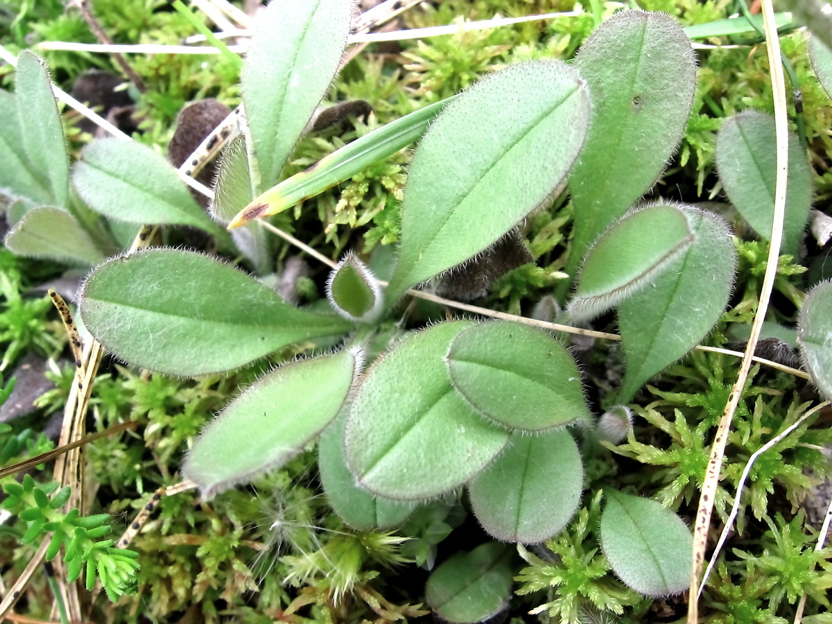 Image of Myosotis pseudovariabilis specimen.
