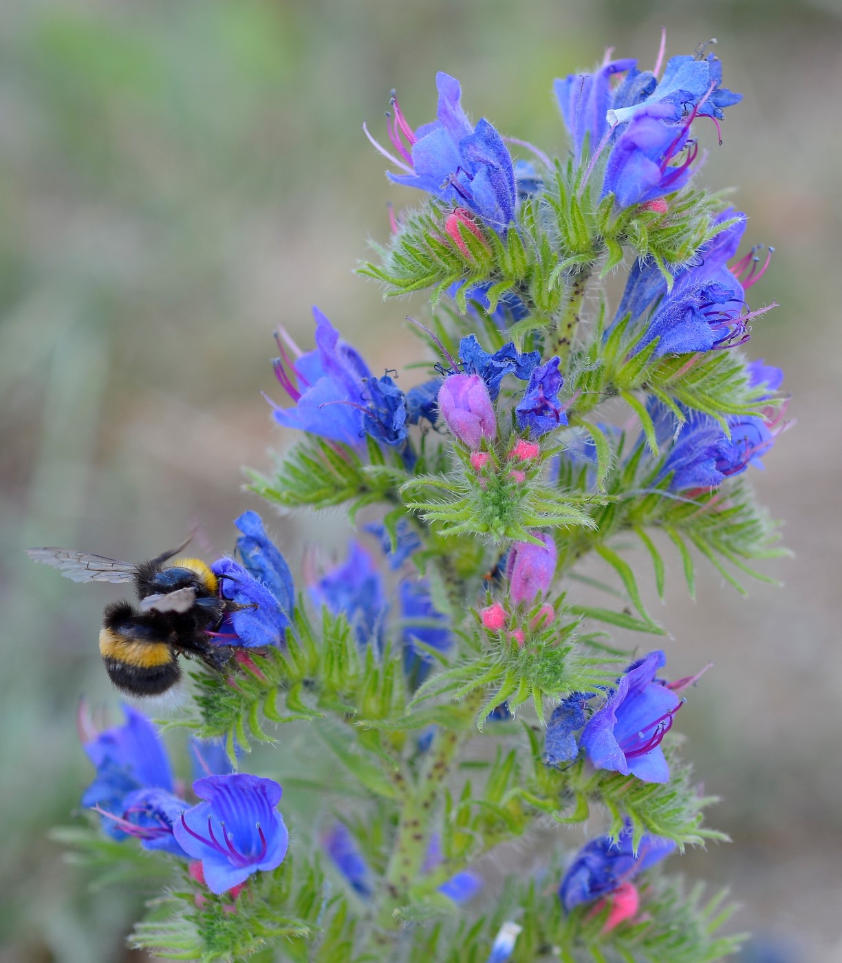 Image of Echium vulgare specimen.