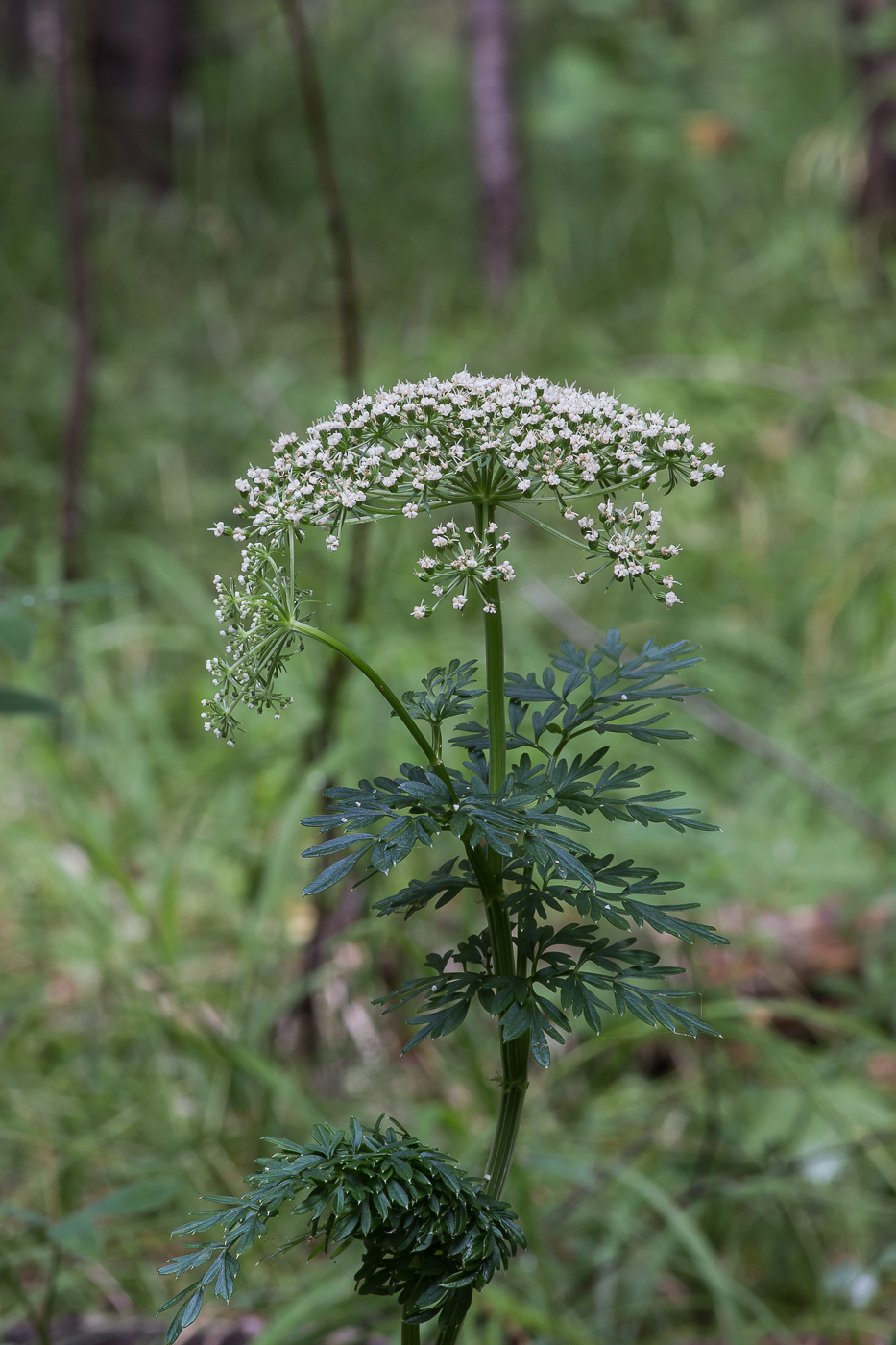 Изображение особи Selinum carvifolia.