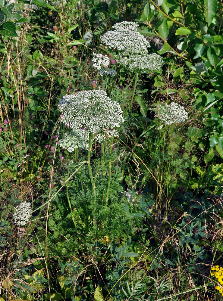 Image of Selinum carvifolia specimen.