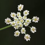 Apiaceae