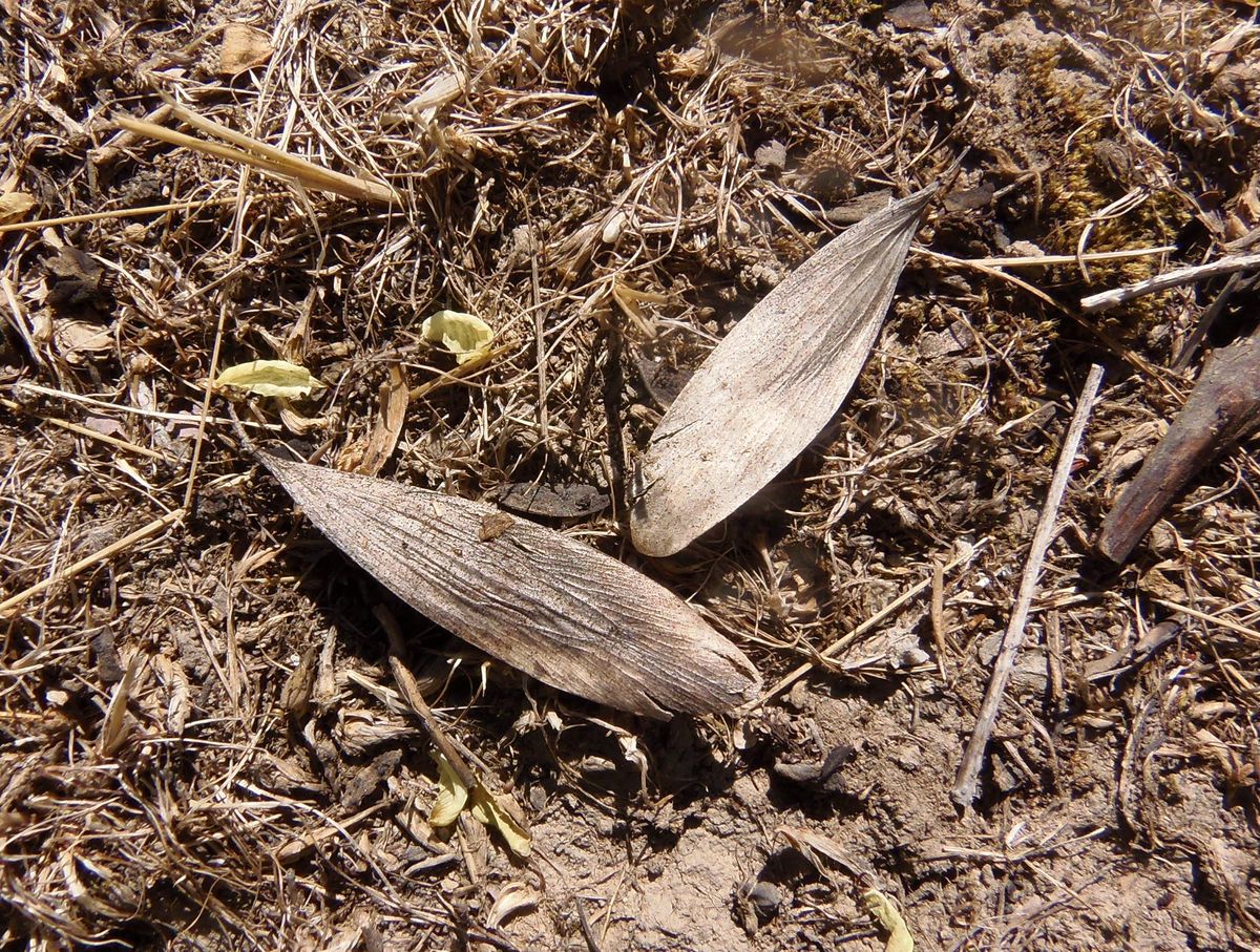 Image of genus Fraxinus specimen.