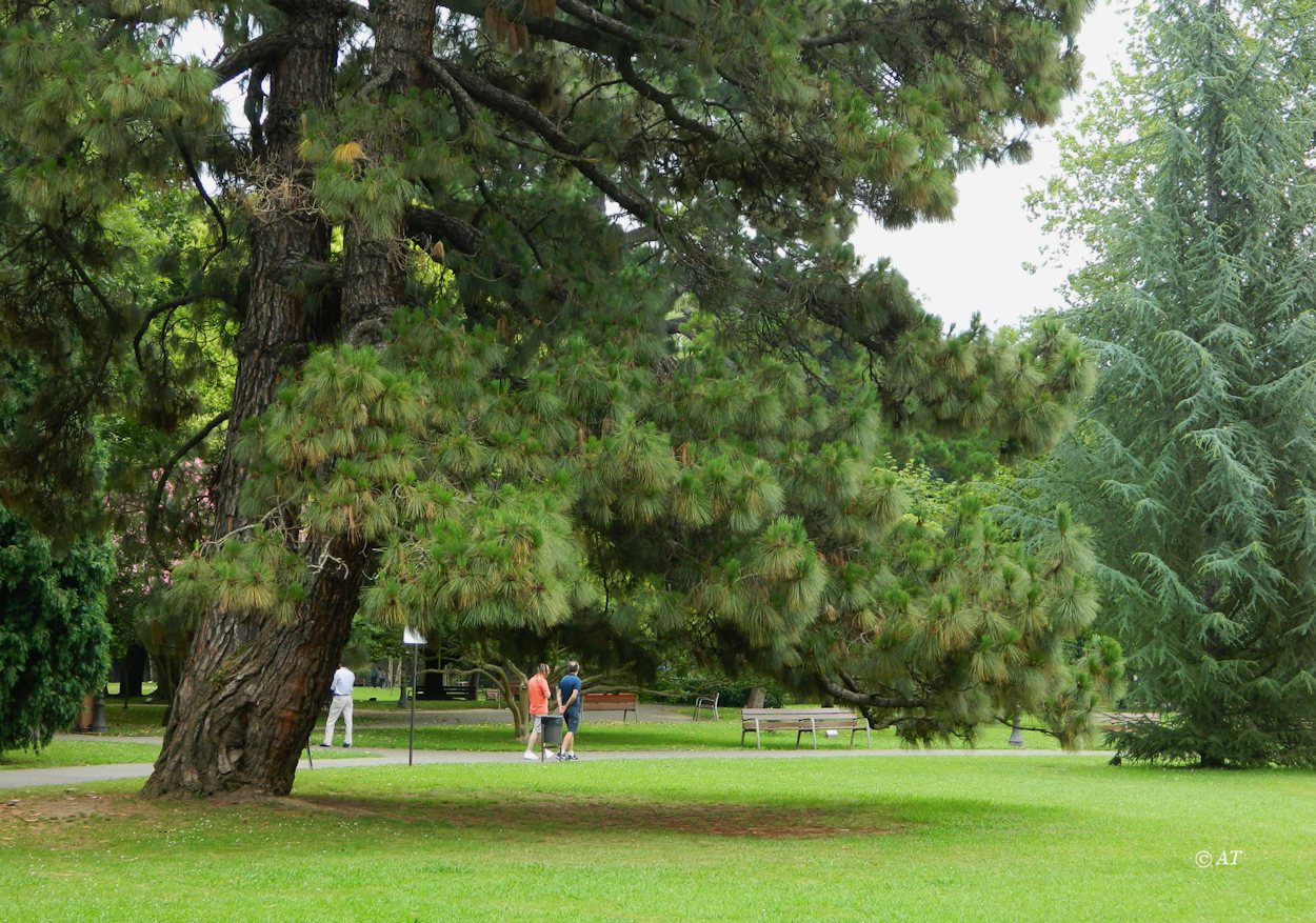 Изображение особи Pinus canariensis.