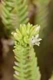 Crassula ericoides