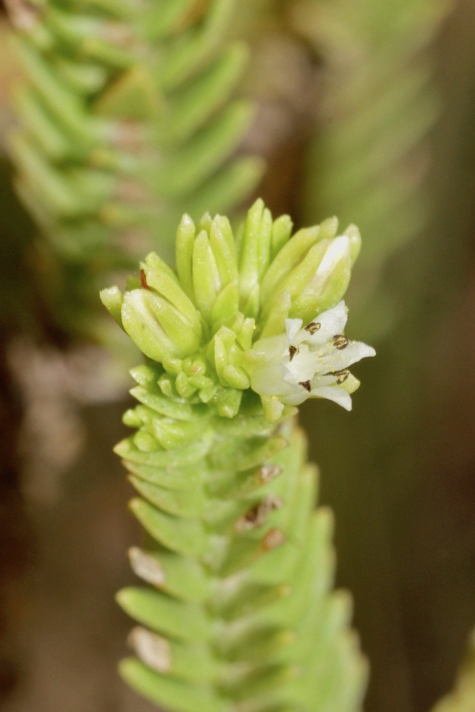 Image of Crassula ericoides specimen.