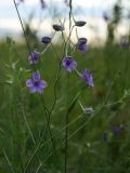 Delphinium consolida