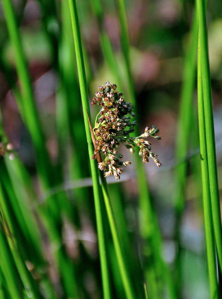 Image of Juncus effusus specimen.