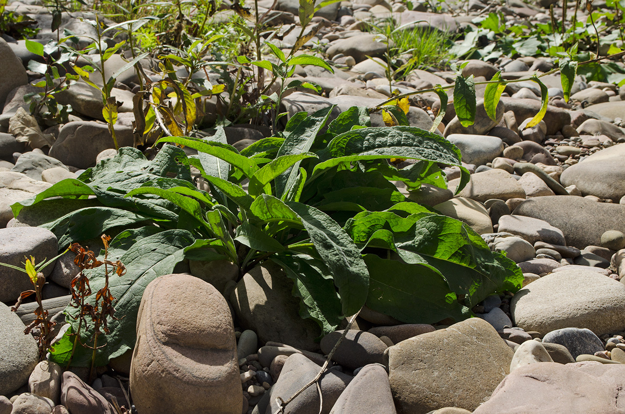 Image of genus Centaurea specimen.