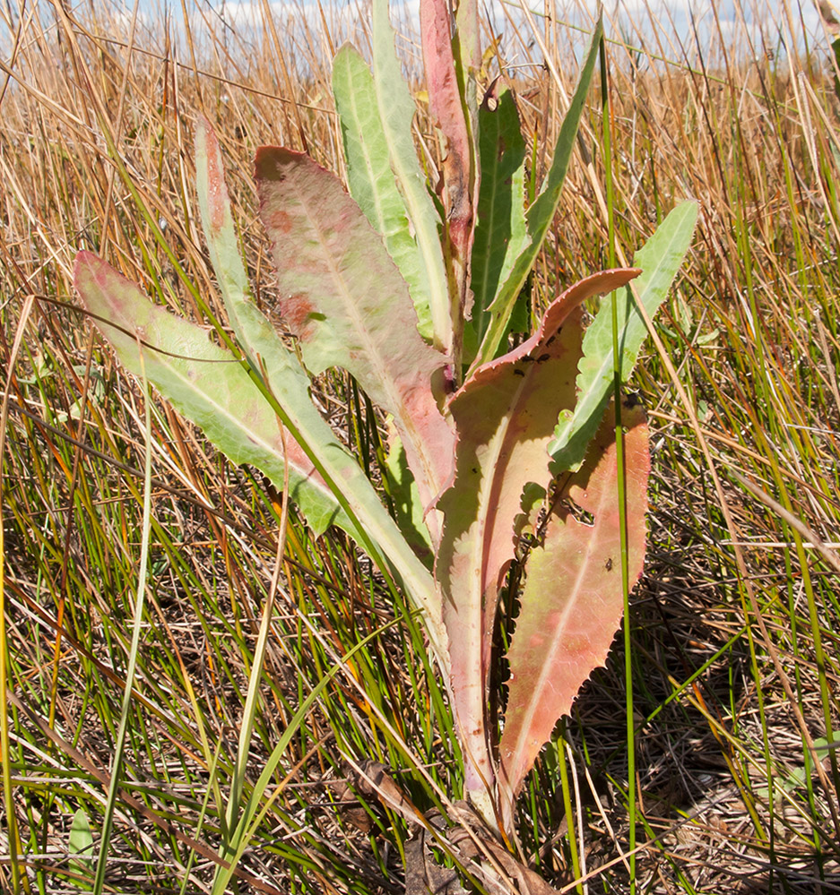 Image of Sonchus arvensis ssp. uliginosus specimen.